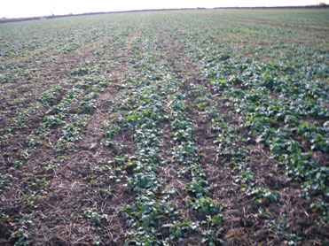 Rape seeded with Subsoiler and press rings 5-9-2010